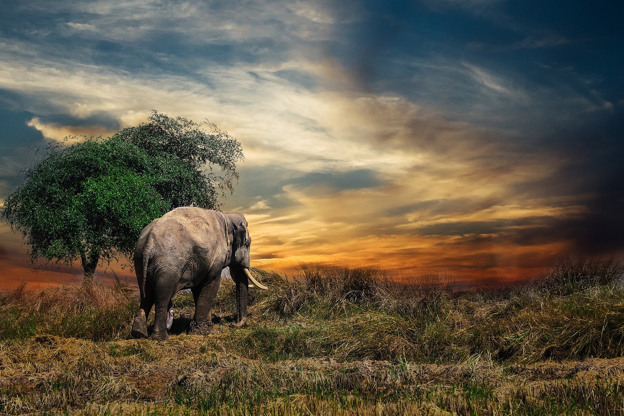 Visit Kenya – Land of the Maasai, Safari Adventures, and Tropical Beaches